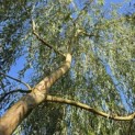 Salix x sepulcralis 'Chrysocoma' - Foto 2