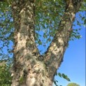 betula nigra - 5