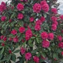 Rhododendron Yakushimanum ‘Fantastica' - 3