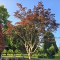 acer palmatum 'Atropurpureum' - Foto 3