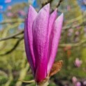 Magnolia 'Susan' - Afbeelding 1