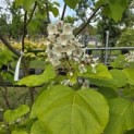 Catalpa bignonioïdes 'Aurea' - Foto 6