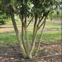 Prunus laurocerasus 'Caucasica' - 5