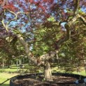 Acer palmatum 'Garnet' - 1