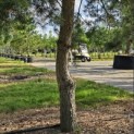 Pinus sylvestris - 3