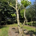 Platanus x Hispanica - 5