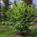 Castanea Sativa - 3