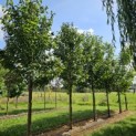 Prunus avium 'Regina' - partij zoete kers zomer 2025 locatie beek