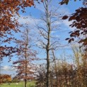 Fagus sylvatica 'Atropunicea' - grillige takkenstructuur