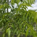 Carya illinoinensis 'Wichita' - Foto 3