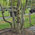 Carpinus betulus - Foto 4