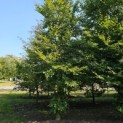 Fagus sylvatica - zomer 2024