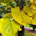 Tilia tomentosa
