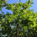 Quercus cerris - 3