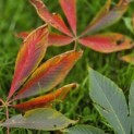 Aesculus x Arnoldiana 'Autumn Splendor' - impressie bladverkleuring herfst