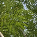 Albizia julibrissin - 2