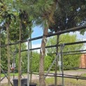 Pinus Pinaster - Foto 4