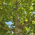 Quercus rubra - 1