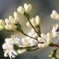 Heptacodium miconioides - Foto 1