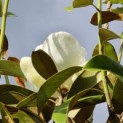 Magnolia grandiflora 'Galissonnière' - 1