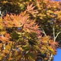 Acer palmatum Masu-kagami - 6