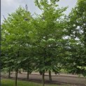 Styrax japonicus - 2
