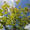 Liquidambar formosa 'Ellen' - 6