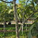 Juglans regia 'Cyril' - Foto 3
