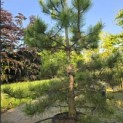 Pinus nigra 'Nigra' - Foto 1