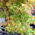 Acer palmatum 'Going Green' - 1