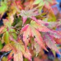 Acer palmatum 'Going Green' - 2