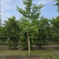 Ginkgo biloba - mei 2026