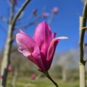 Magnolia 'Spectrum' - 3