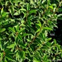 Prunus Lusitanica - Afbeelding 1