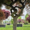 Acer palmatum 'Dragon Fire' - Foto 3