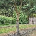 Pinus sylvestris - 6