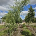Salix x sepulcralis 'Chrysocoma' - 1