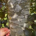 Fagus sylvatica 'Atropunicea' - mei 2026
