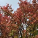 Acer palmatum - 1