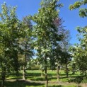 Liquidambar styraciflua - 2