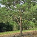 Pinus sylvestris - 8