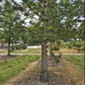 Pinus nigra subsp. Nigra - Foto 5