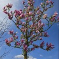 Magnolia 'Ricki' - 2