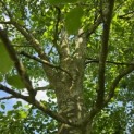 Fagus sylvatica - 7