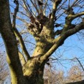 Platanus hispanica - 2024