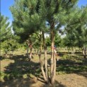 Pinus sylvestris - 5