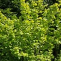 Corylus Avellana 'Aurea' - impressie jong blad