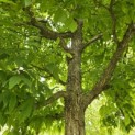 Acer Triflorum - 2