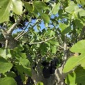 Ficus carica 'Brown Turkey' - 3
