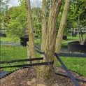 Koelreuteria paniculata - Foto 4
